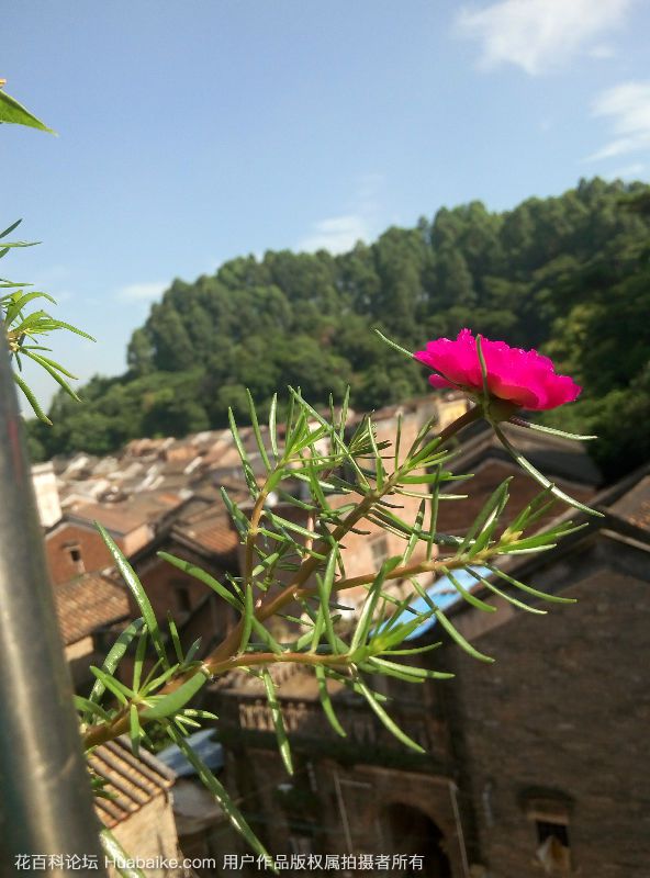 太阳花