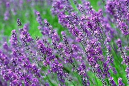 羽叶薰衣草