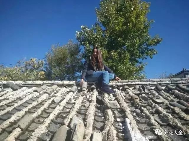 可能太久没有修理，屋顶的瓦片已经破损不堪，她便自己爬上去清理换新。