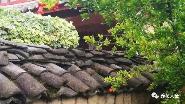 徜徉在旧旧的小巷，青石板路、白墙黛瓦，还有墙头摇曳的姹紫嫣红，让人沉醉其中。