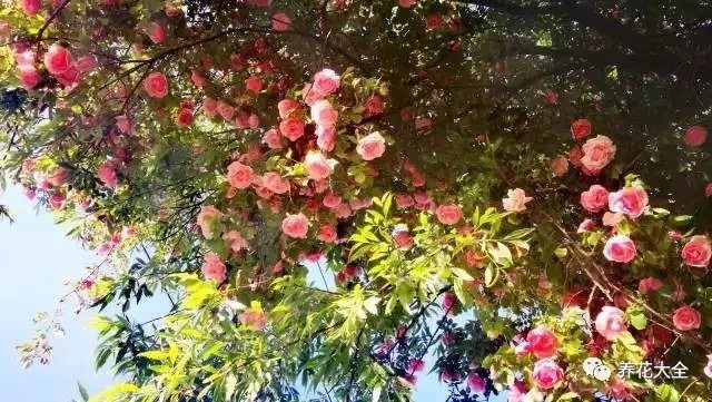 徜徉在旧旧的小巷，青石板路、白墙黛瓦，还有墙头摇曳的姹紫嫣红，让人沉醉其中。2