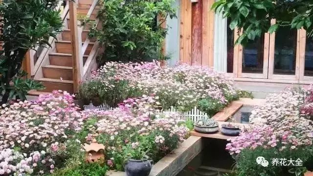  映入眼帘的一切，让人瞬间屏住了呼吸。简直不敢相信，曾经杂乱不堪的院子，竟然萌生了满园的春色