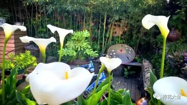 生气盎然的马蹄莲与青翠的绿竹，衬的这里更加宁静安逸。