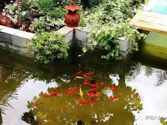  庭院中，鱼儿畅游，暗香浮动。