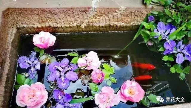  庭院中，鱼儿畅游，暗香浮动。2