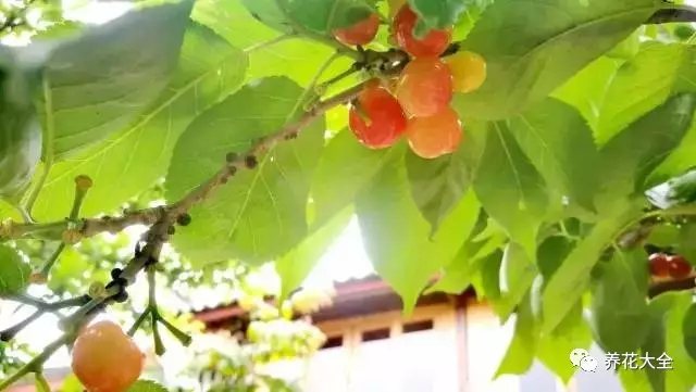  颗颗樱桃珠圆玉润，娇嫩欲滴，让人垂涎。