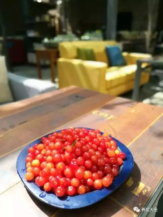  颗颗樱桃珠圆玉润，娇嫩欲滴，让人垂涎。2