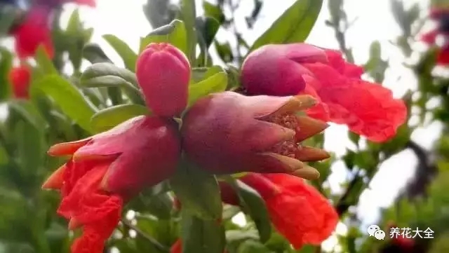 火红的石榴花也傲然枝头，孕育着甘甜的果实。2