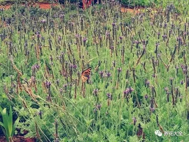 蝴蝶在花丛中穿梭，狗狗嘴上还留着调皮嬉戏过后的叶子。