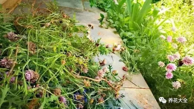 就像拔掉丛生拥挤的玛格丽特，只为收获一个更美好的春天。