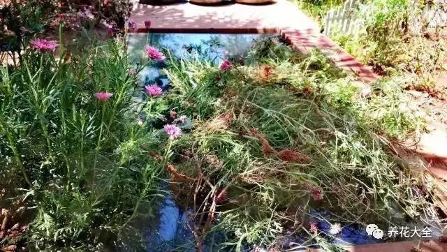 就像拔掉丛生拥挤的玛格丽特，只为收获一个更美好的春天。