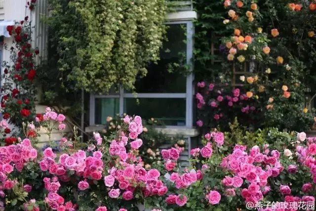 来往的人们都忍不住驻足、观赏，感受花儿的芳香。看着这满园的缤纷，对燕子表示钦佩。