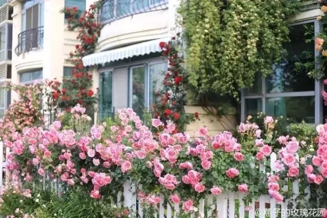 也许很多人会认为，燕子一定是有钱又很闲，才有精力去打理一个这样的园子。其实不然，她只是个普通的上班族，过着朝九晚五的生活，照顾家庭、照顾孩子，还要抽时间照顾园子。很多时候，她也是顾及不暇，