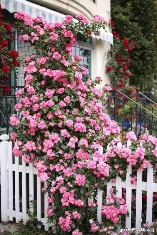 或许为了答谢她的辛劳，园子里的花草开得十分繁茂。一树树玫瑰簇拥在围栏边，藤本月季顺着花架爬上了窗子，一藤藤木香密密麻麻，小雏菊也争相盛放。整个院子都充满勃勃生机，芬芳弥漫。
