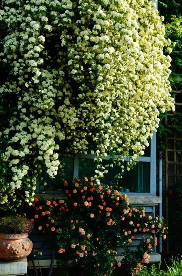 做自己喜欢的事永远也不会觉得辛苦。即使这其中有许多繁琐、不易，但是燕子却乐在其中。最开心的莫过于忙碌过后，看到玫瑰新开了几朵，叶子又翠绿了几分。