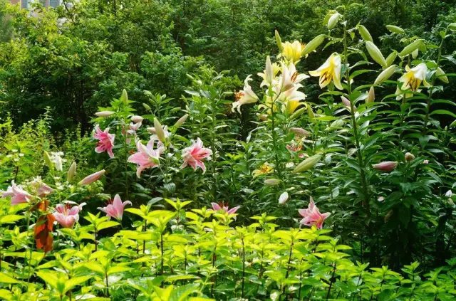 做自己喜欢的事永远也不会觉得辛苦。即使这其中有许多繁琐、不易，但是燕子却乐在其中。最开心的莫过于忙碌过后，看到玫瑰新开了几朵，叶子又翠绿了几分。2