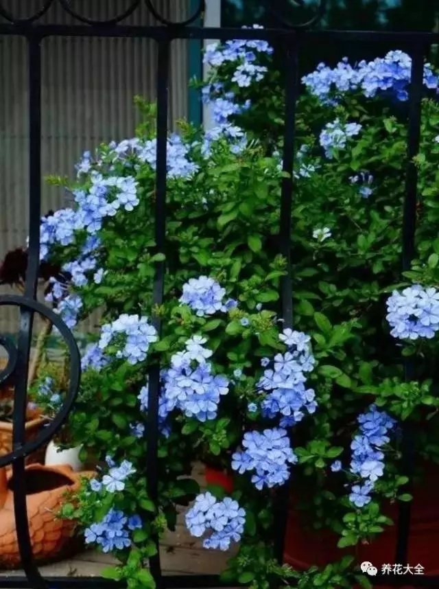 做自己喜欢的事永远也不会觉得辛苦。即使这其中有许多繁琐、不易，但是燕子却乐在其中。最开心的莫过于忙碌过后，看到玫瑰新开了几朵，叶子又翠绿了几分。3