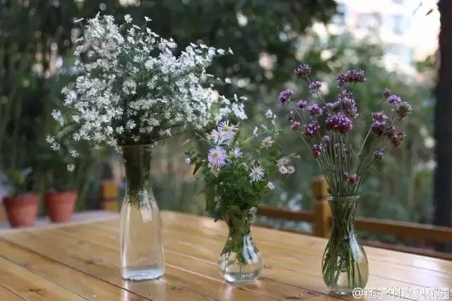 从种花小白，到把自己的花园管理的井井有条，她付出了多少，我们不知道。但是她的收获，我们却能从她哪张快乐的笑脸上看到。