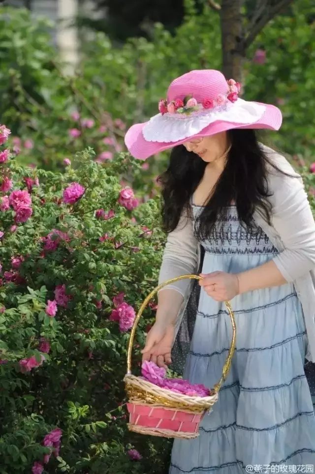 采集玫瑰花瓣做一个可口的蛋糕，做给家人。