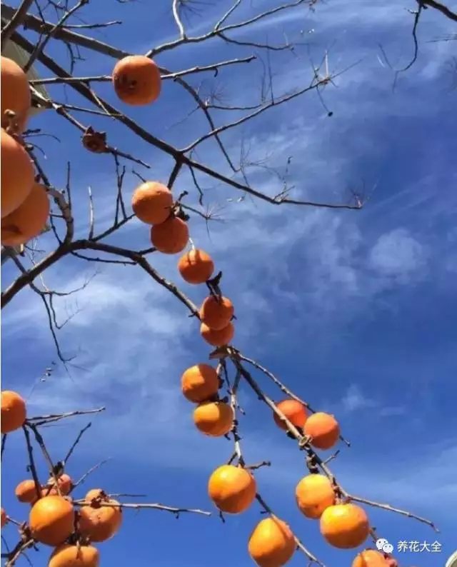 燕子的院子里有一颗柿子树，在深秋花草凋零时，它依然挂在枝头，黄灿灿的十分动人。有了这棵柿子树，院子里似乎又鲜活了起来。看着深蓝天空映衬下的柿子，可爱极了，燕子也觉得很幸福。这大概就是春华秋实的满足感吧。