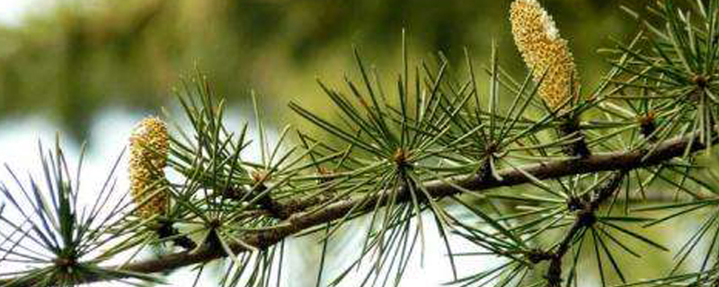 雪松是开花植物吗