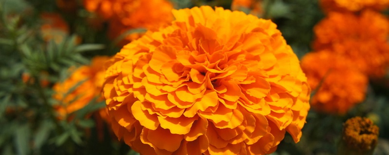 万寿菊的花期是什么时候，几点开花