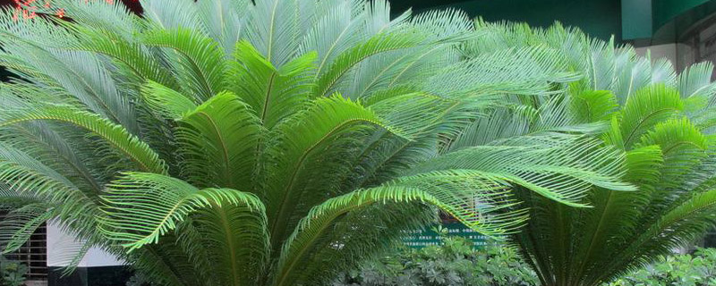 铁树什么时候换盆