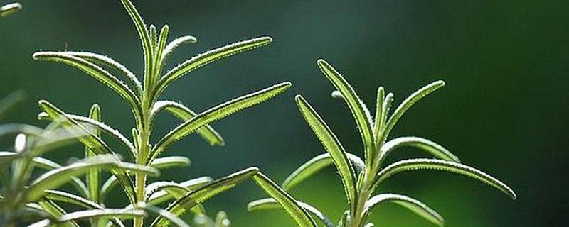 迷迭香是什么东西