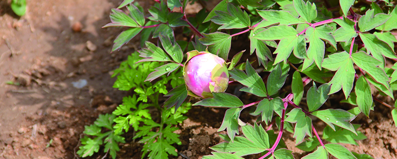 牡丹花怎样管理