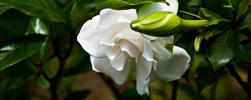 栀子花移栽注意事项