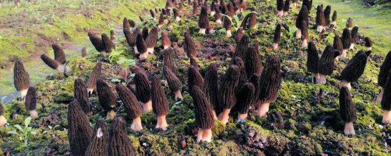 羊肚菌的种植技术（时间和管理方法）