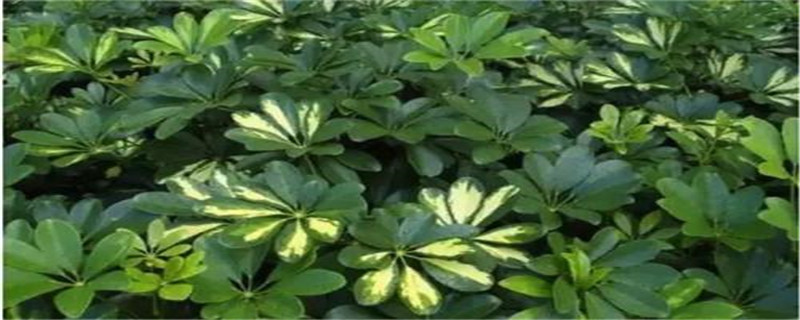 鸭掌木独杆怎么修剪