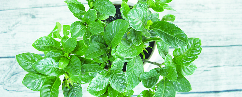 栀子花洗根缓苗多久