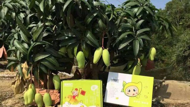 芒果盆景怎么养