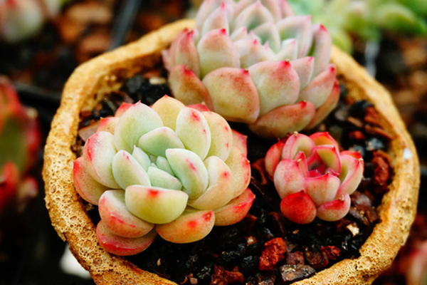 夏天多肉吊着养，分分钟爆盆成瀑布，比露养还强！