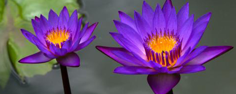 花店买的睡莲水养方法，可以和鱼一起养吗？