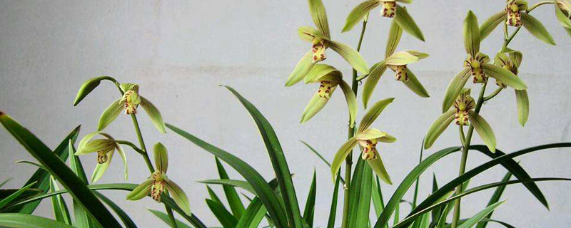 兰花代表哪一类人