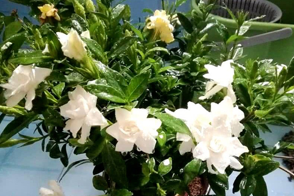 这种天然钙片，在家种上