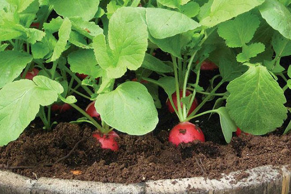 拇指大的“萝卜”，头顶