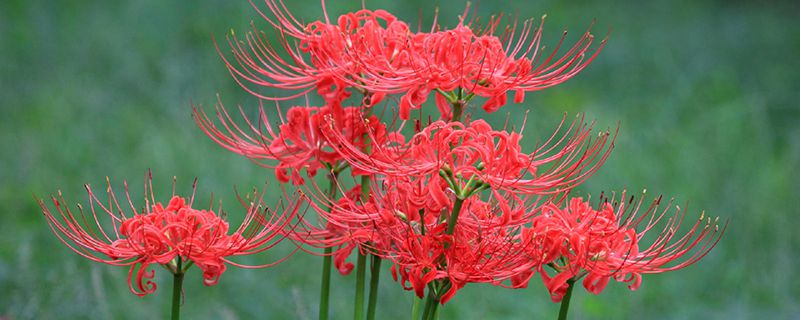 养彼岸花有什么禁忌