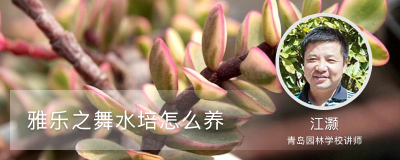 雅乐之舞水培怎么养，喜