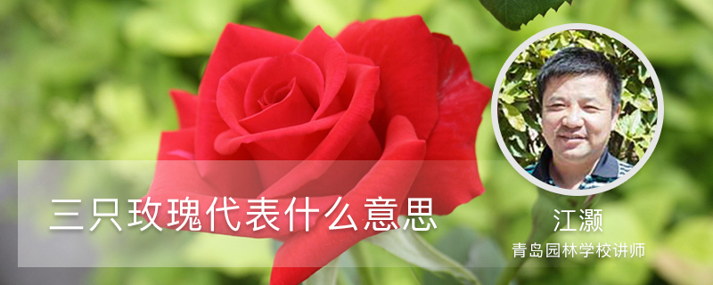 三只玫瑰代表什么意思