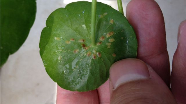 铜钱草生虫子咋办