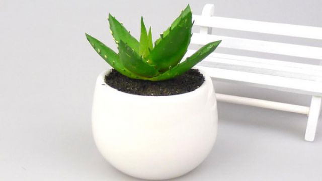 不夜城烂根怎么办