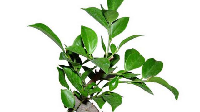 榕树盆景病虫害防治方法