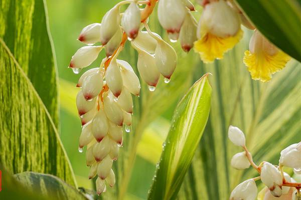 艳山姜的病害防治