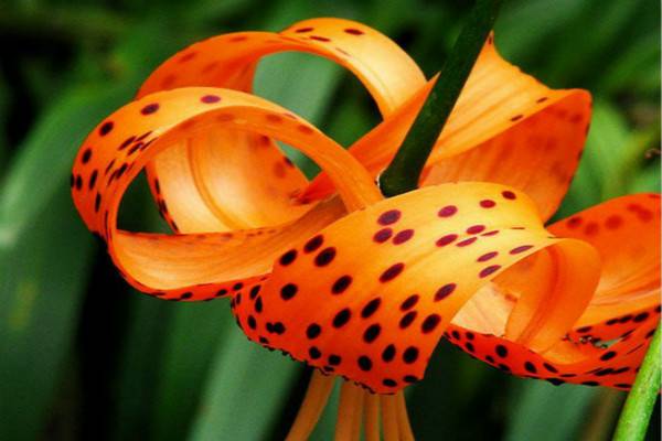 卷丹的病害及其防治