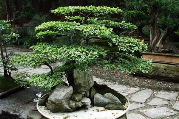 摇钱树的病虫害及其防治