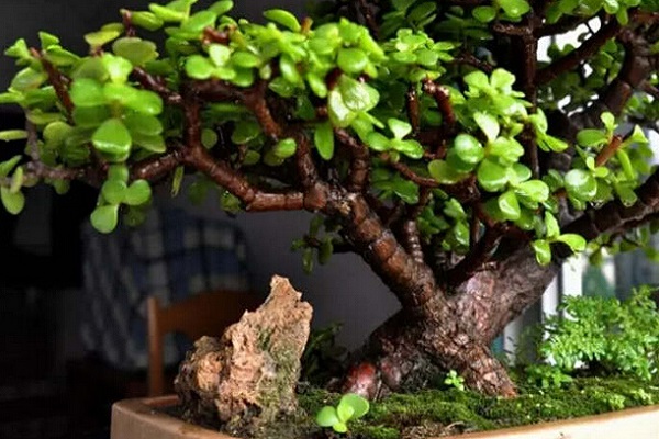 金枝玉叶长白虫子怎么办