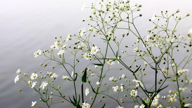 满天星烂根怎么办